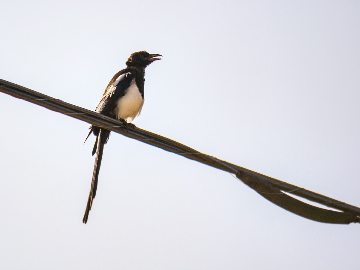 Black-billed Magpie - ML641534738