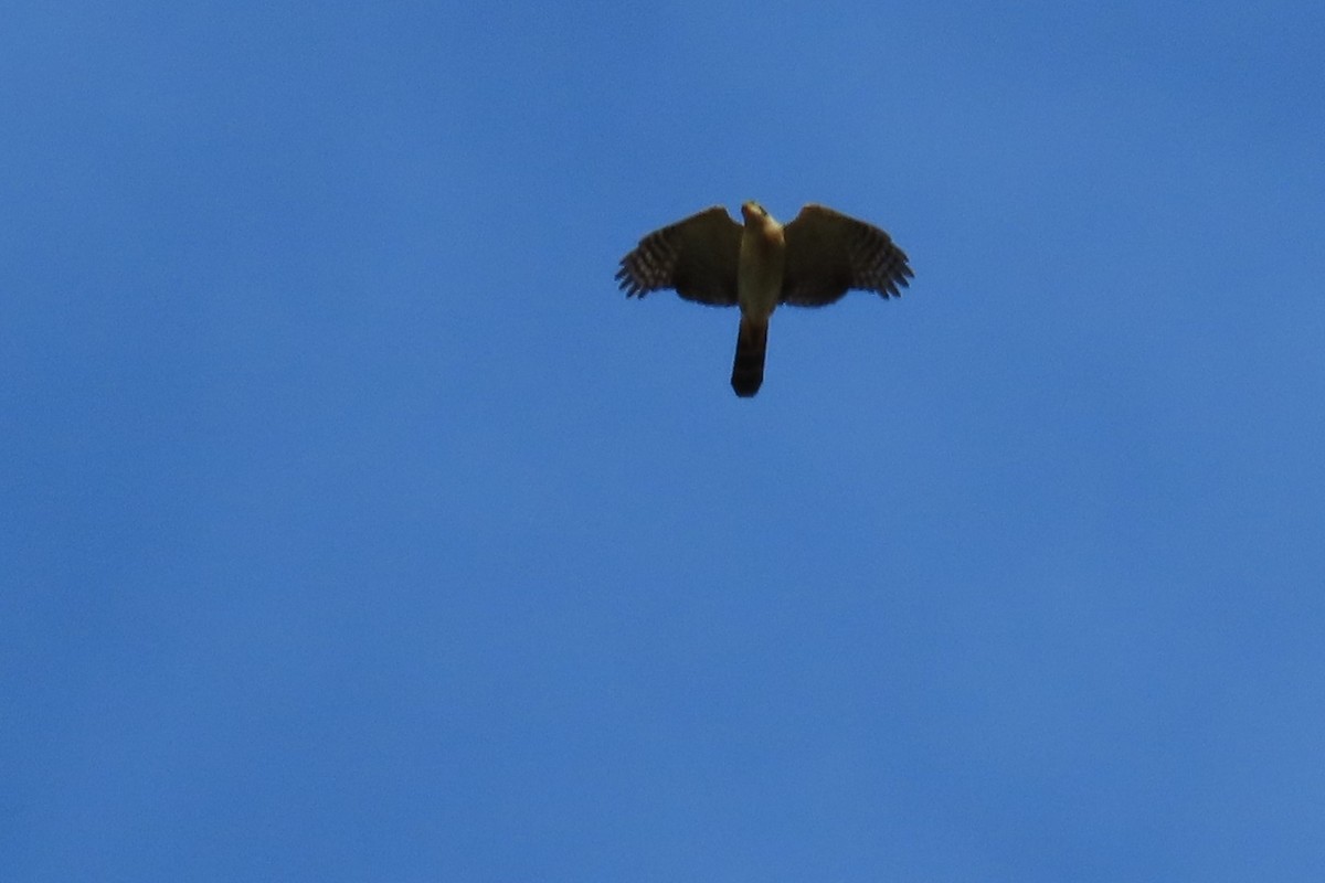 Bicolored Hawk - ML641534747