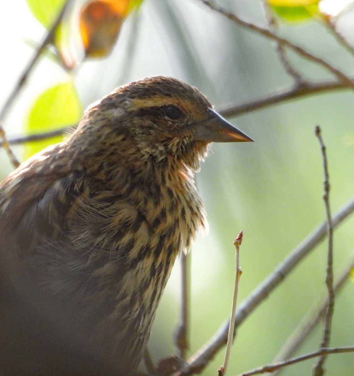 Red-winged Blackbird - ML641534768