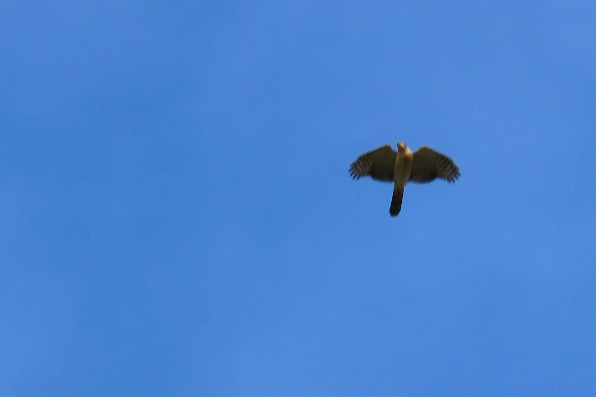 Bicolored Hawk - ML641534778