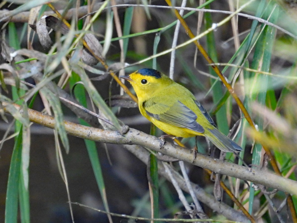 Wilson's Warbler - ML641534801