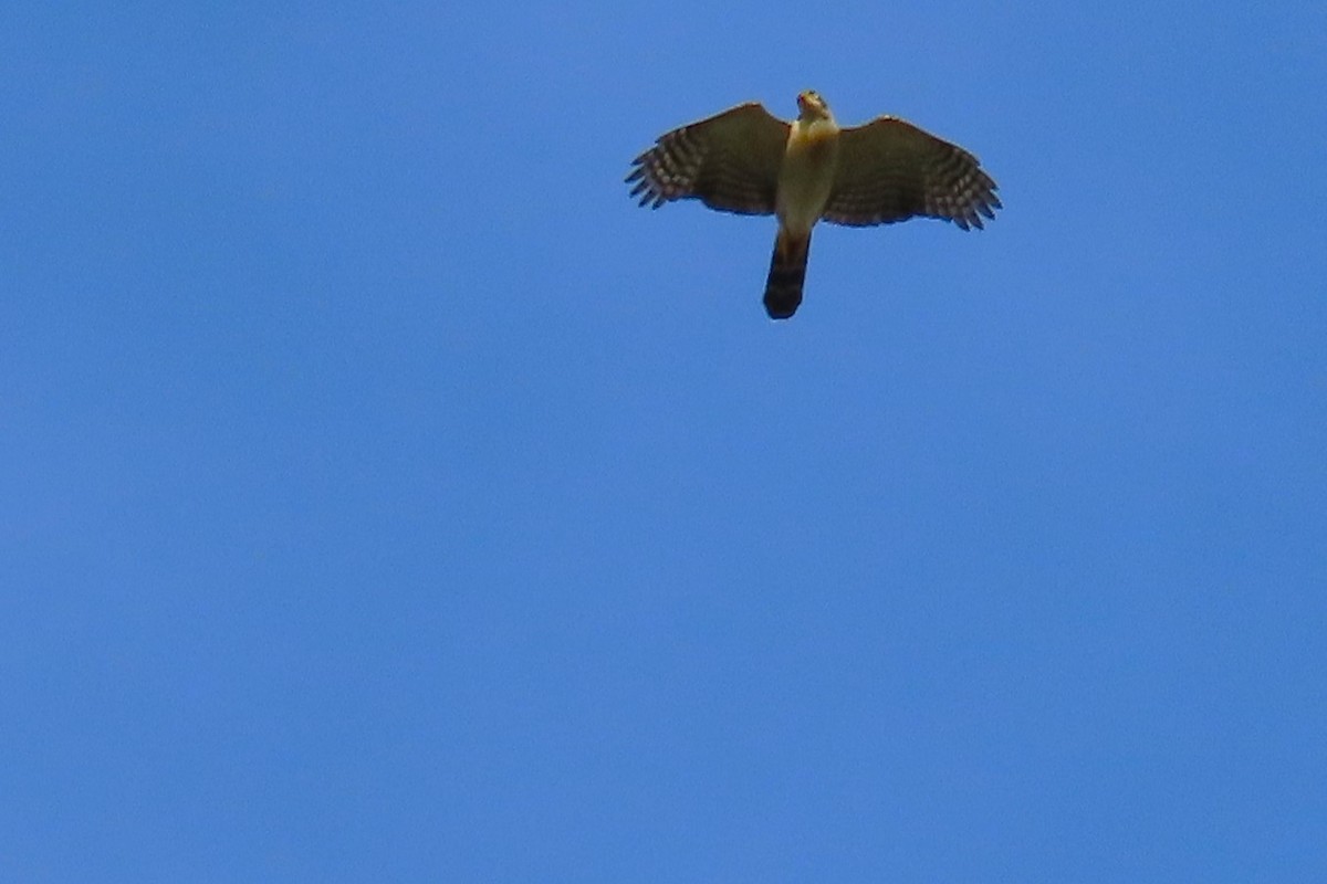 Bicolored Hawk - ML641534807