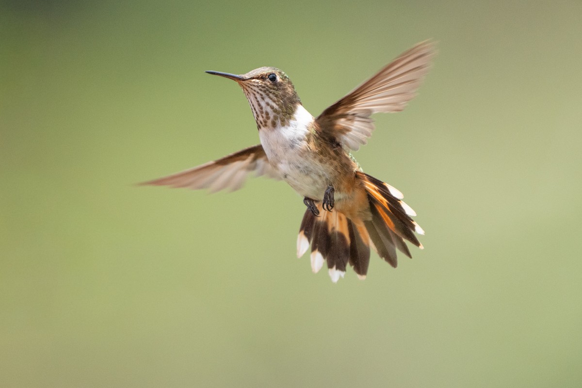 Volcano Hummingbird - ML641534813