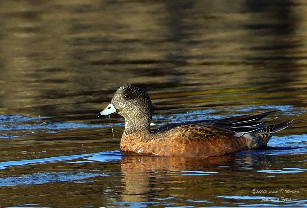 American Wigeon - ML641534815