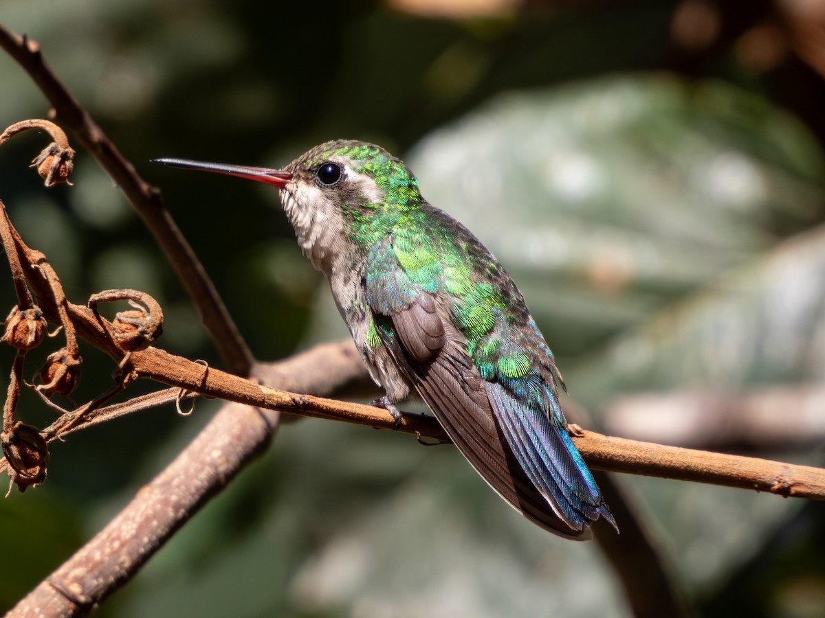 Glittering-bellied Emerald - ML641534836