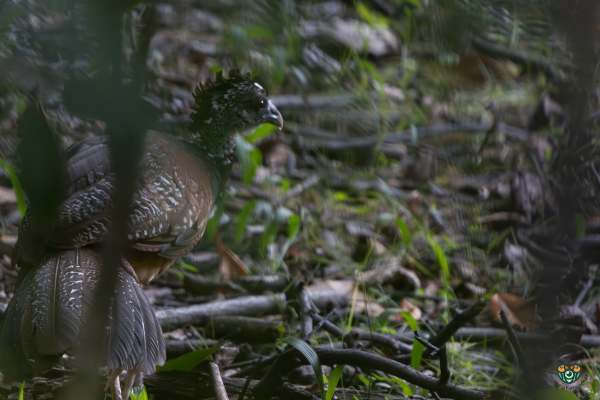 Great Curassow - ML641534840