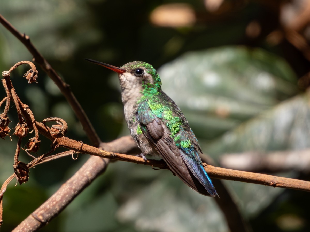 Glittering-bellied Emerald - ML641534851