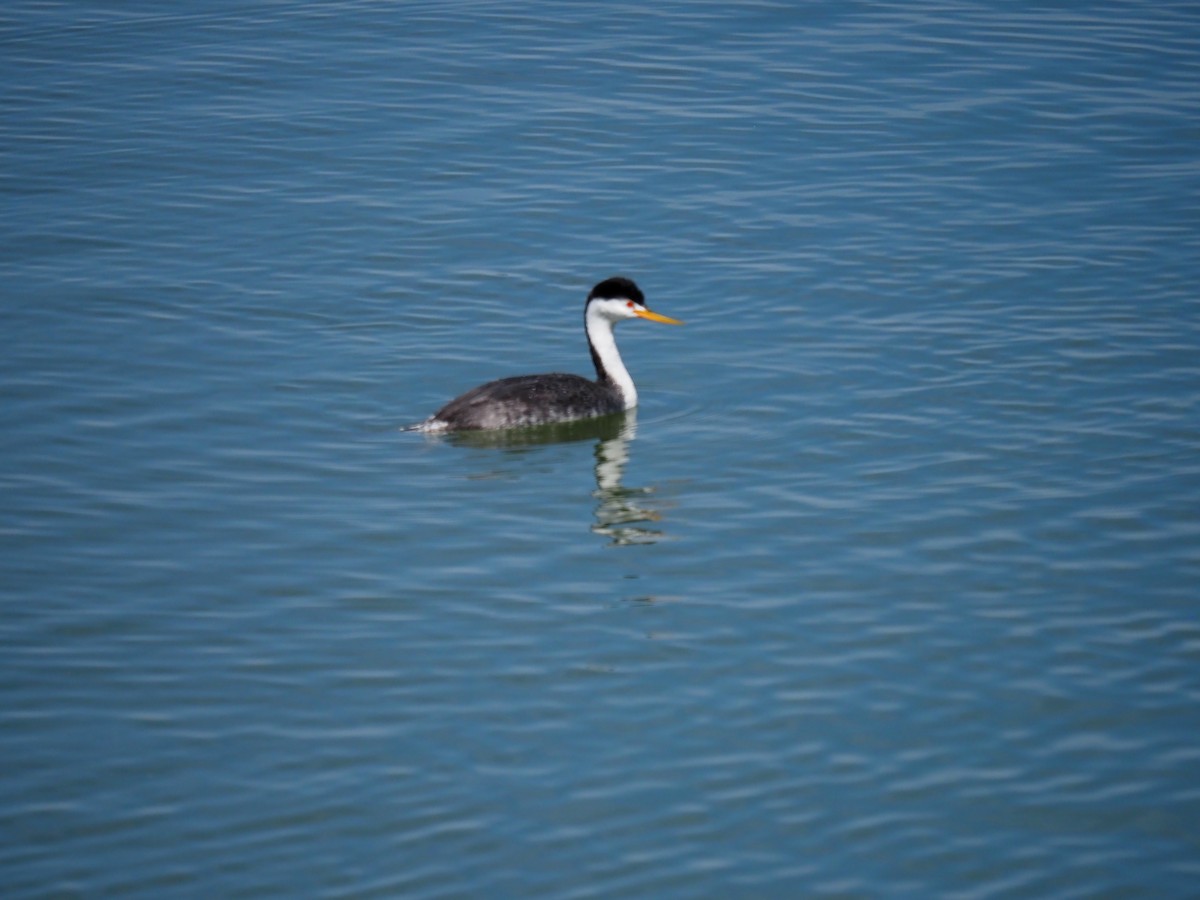 Clark's Grebe - ML641534852