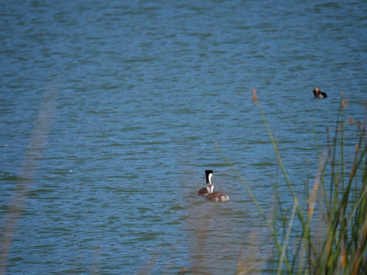 Clark's Grebe - ML641534853