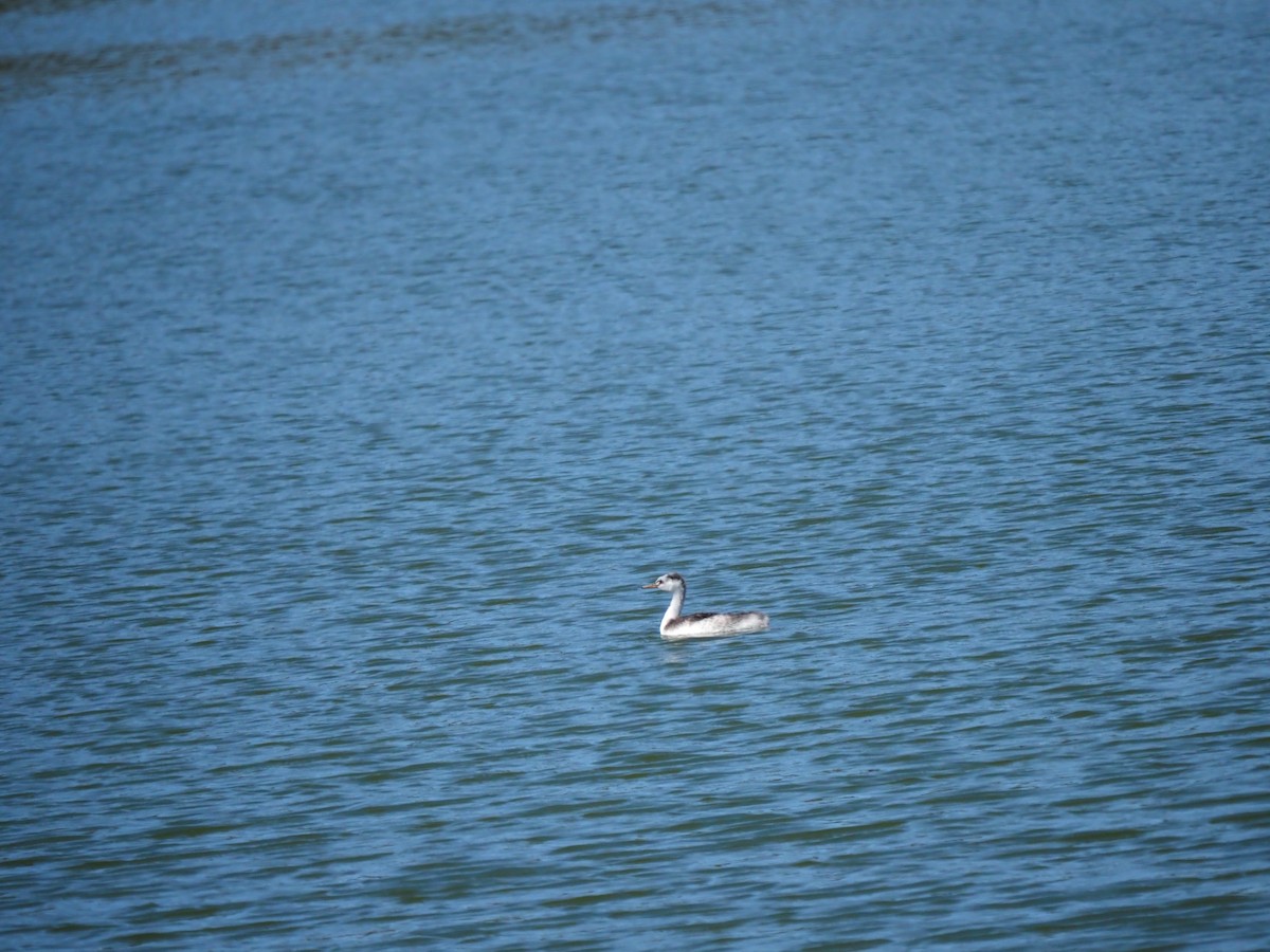 Clark's Grebe - ML641534854