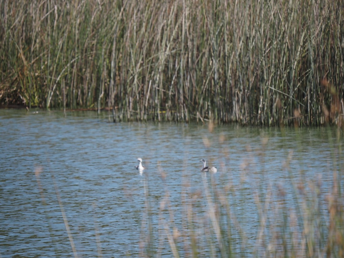 Clark's Grebe - ML641534855