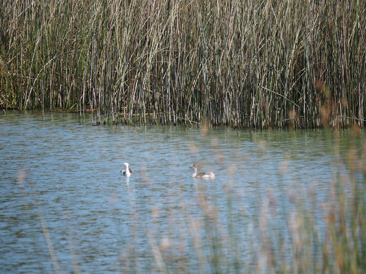 Clark's Grebe - ML641534856