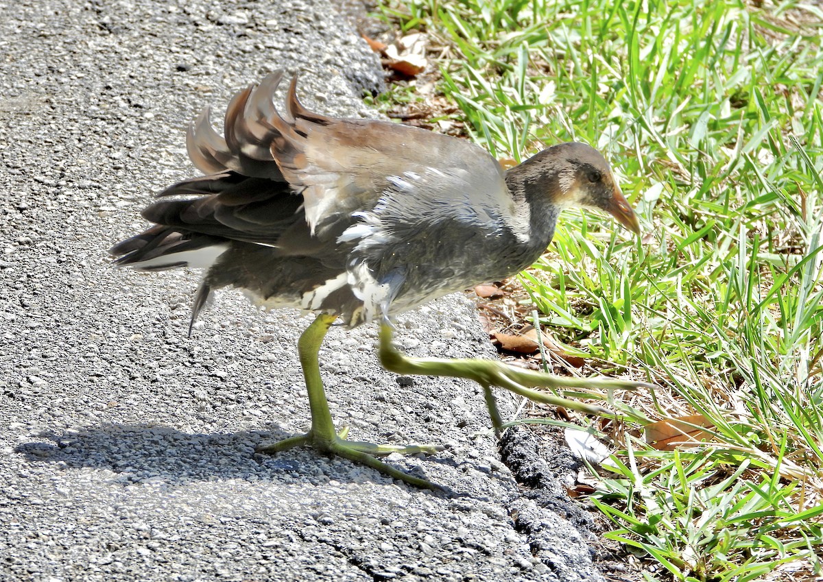 Common Gallinule - ML641534867