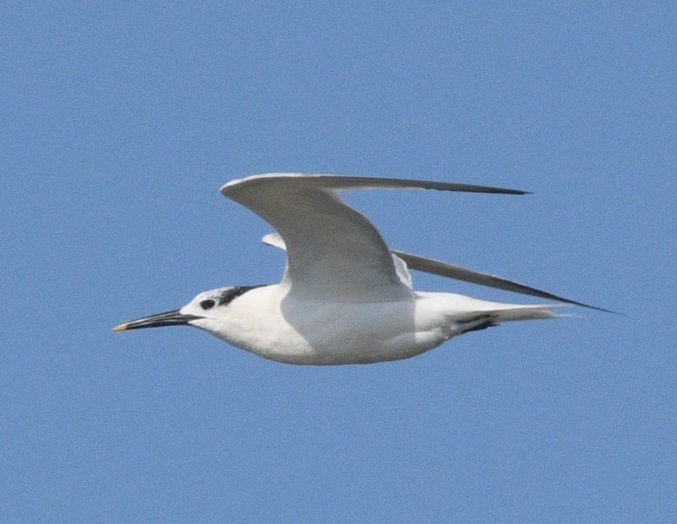 Sandwich Tern - ML641534869
