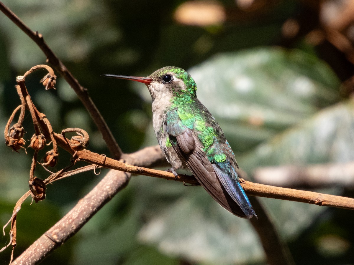Glittering-bellied Emerald - ML641534874
