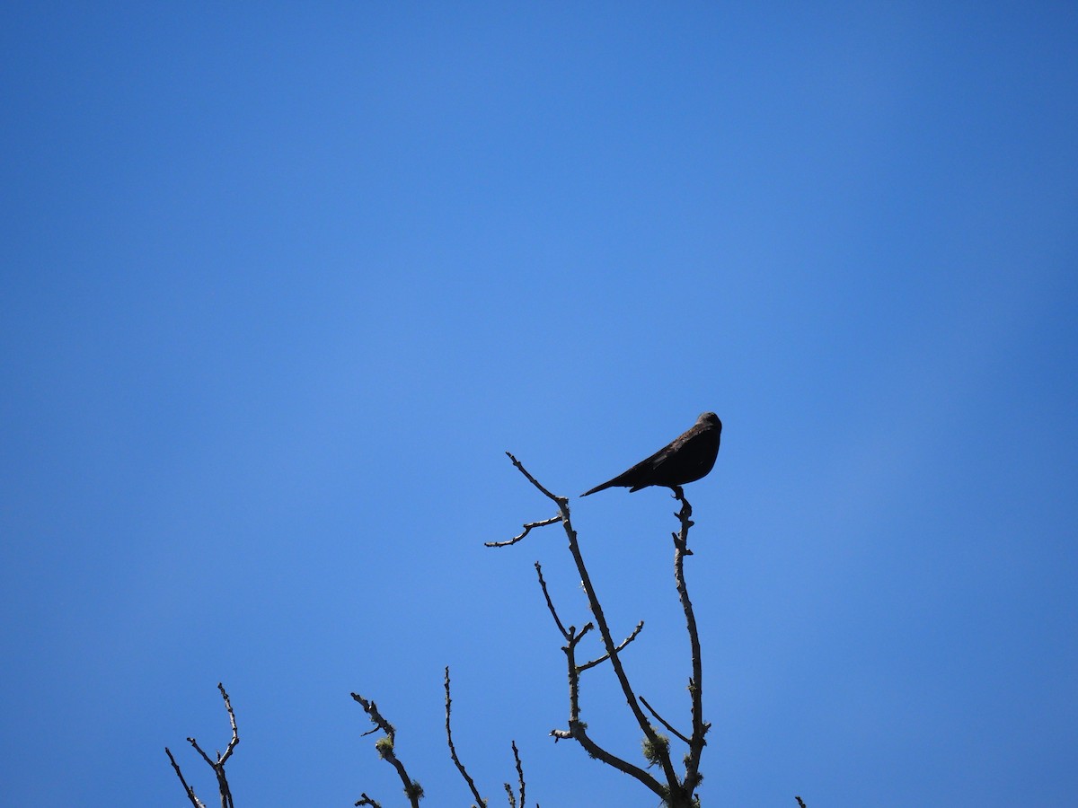Red-winged Blackbird - ML641534907