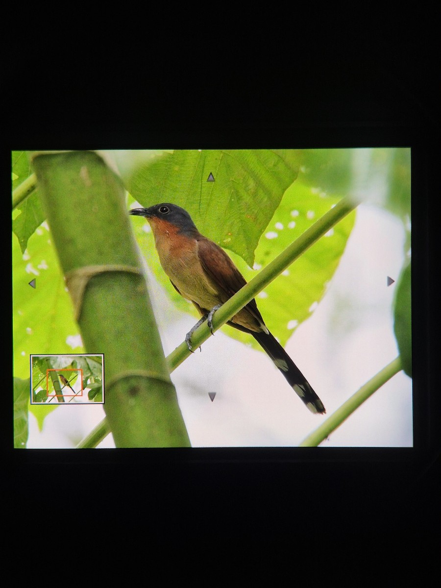 Gray-capped Cuckoo - ML641534916