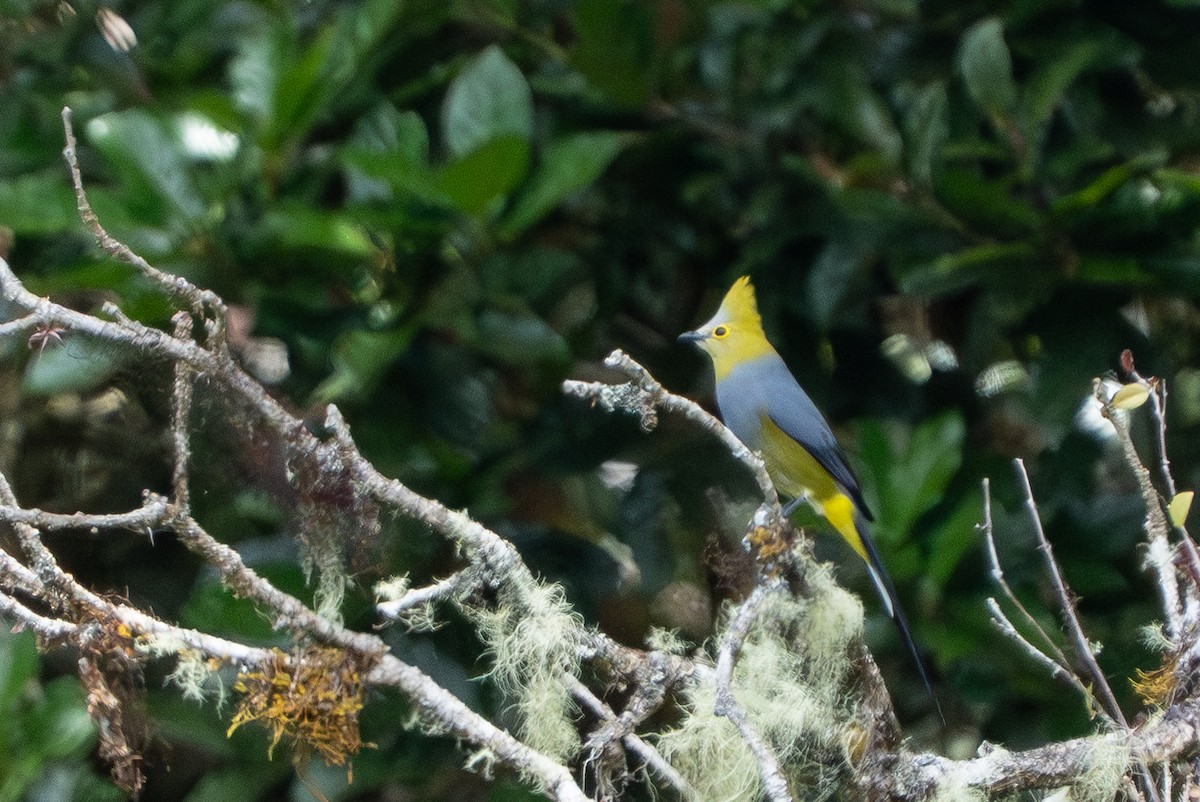 Long-tailed Silky-flycatcher - ML641534934
