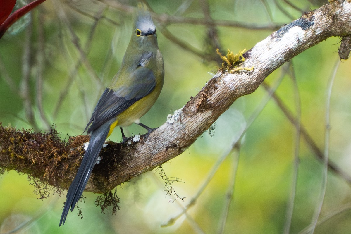 Long-tailed Silky-flycatcher - ML641534935