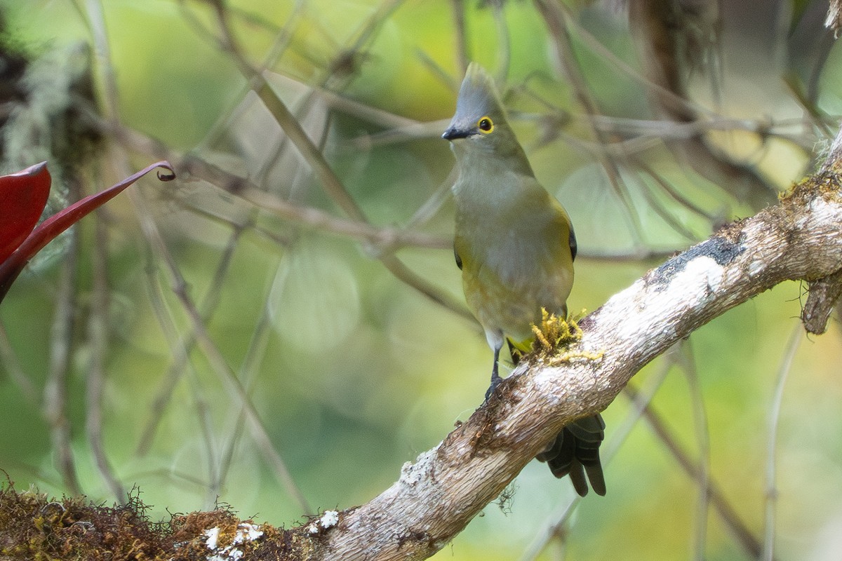 Long-tailed Silky-flycatcher - ML641534936