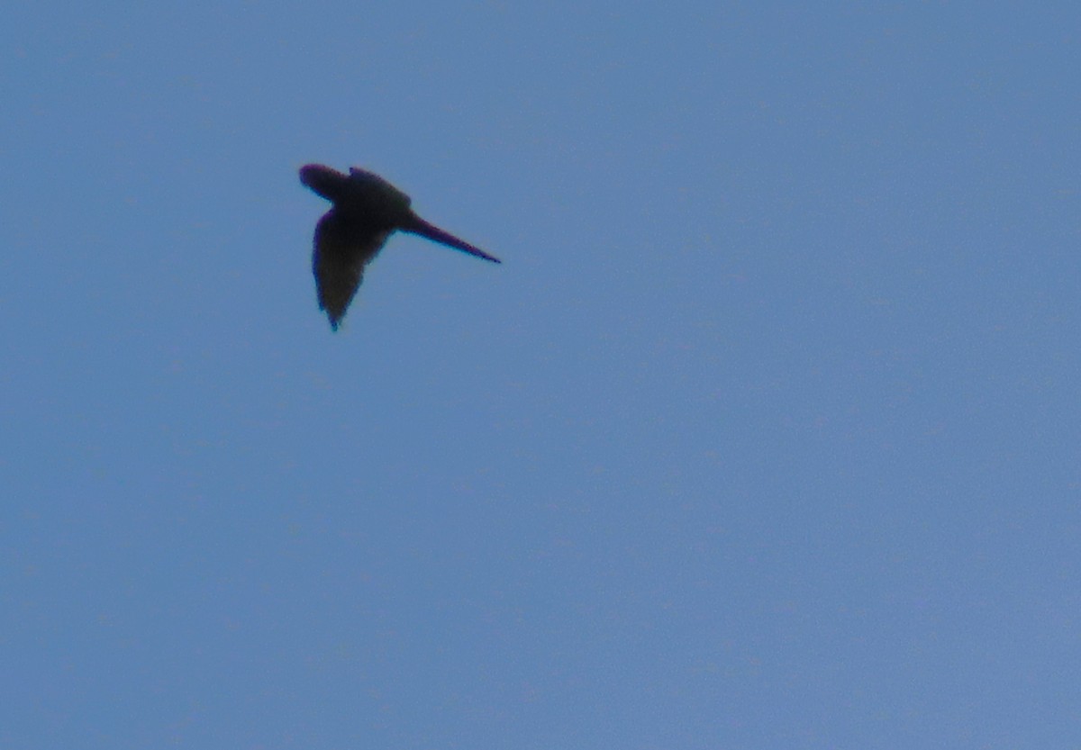 Scarlet-fronted Parakeet - ML641534954