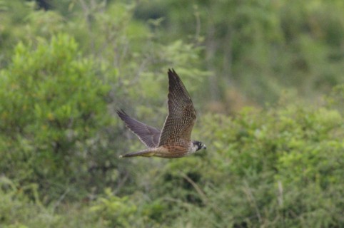 Peregrine Falcon (Shaheen) - ML641534959