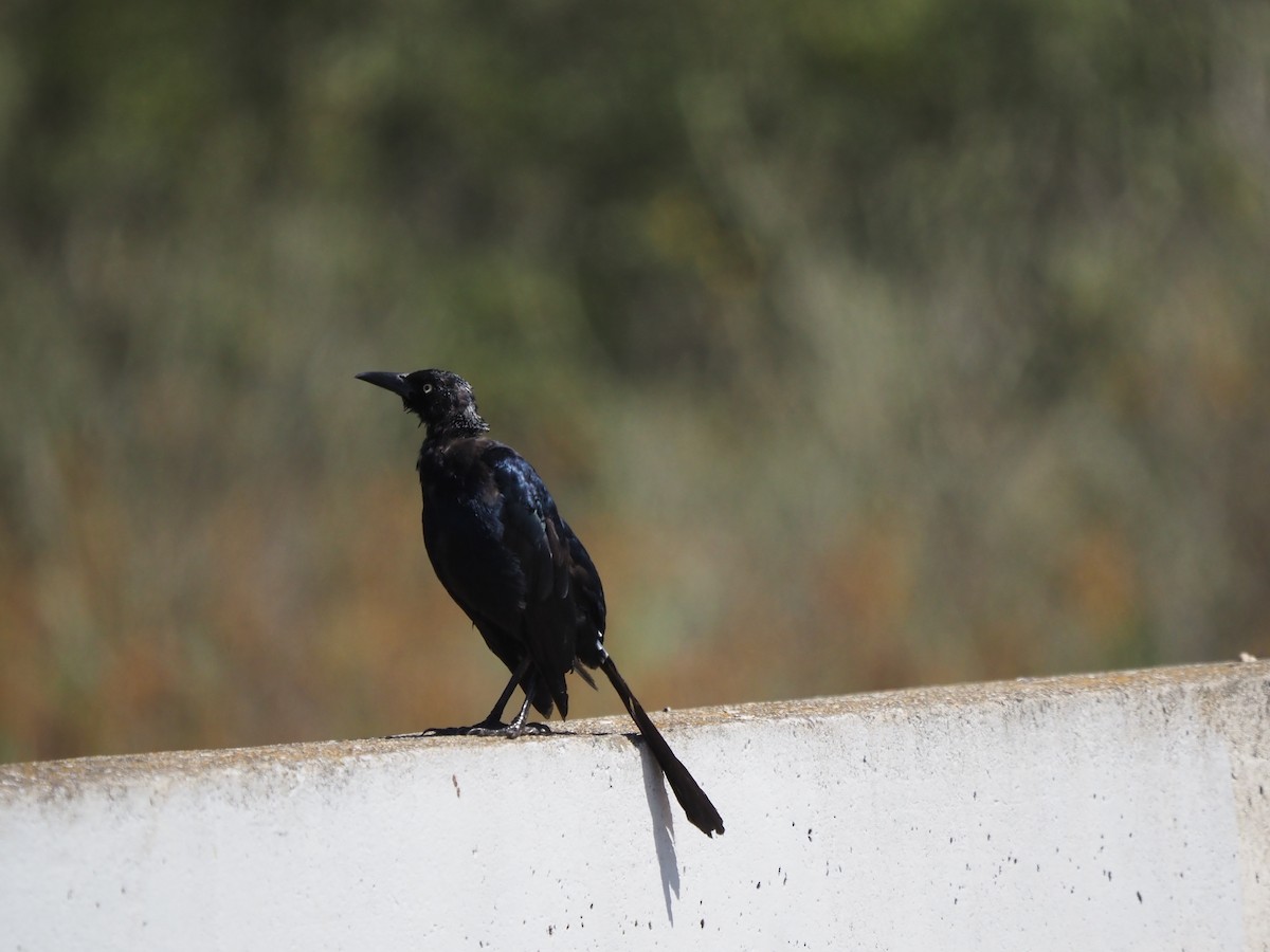 Great-tailed Grackle - ML641534961