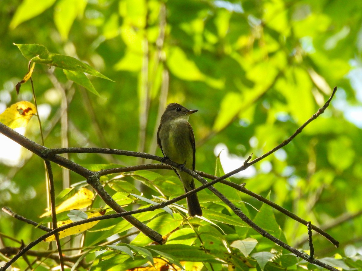 Eastern Wood-Pewee - ML641534980