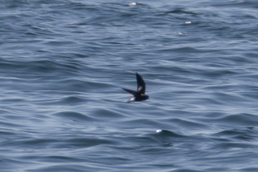 Wilson's Storm-Petrel - ML641534990