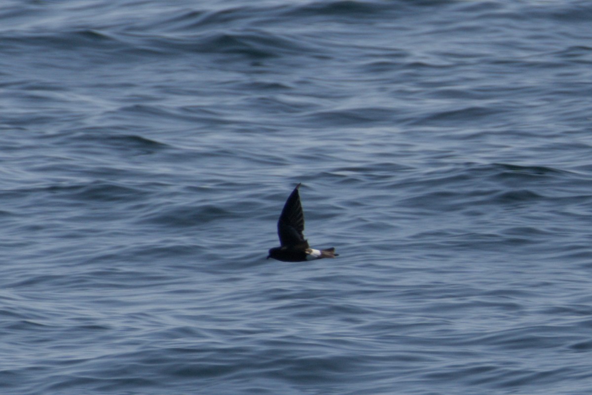 Wilson's Storm-Petrel - ML641534991