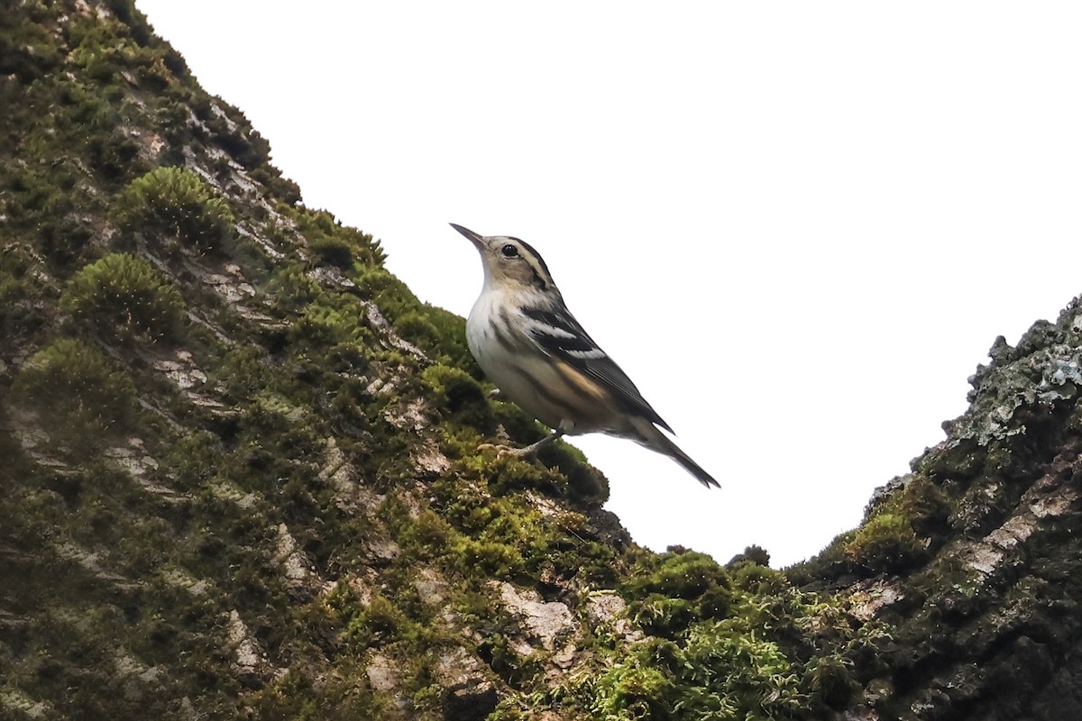 Black-and-white Warbler - ML641534995