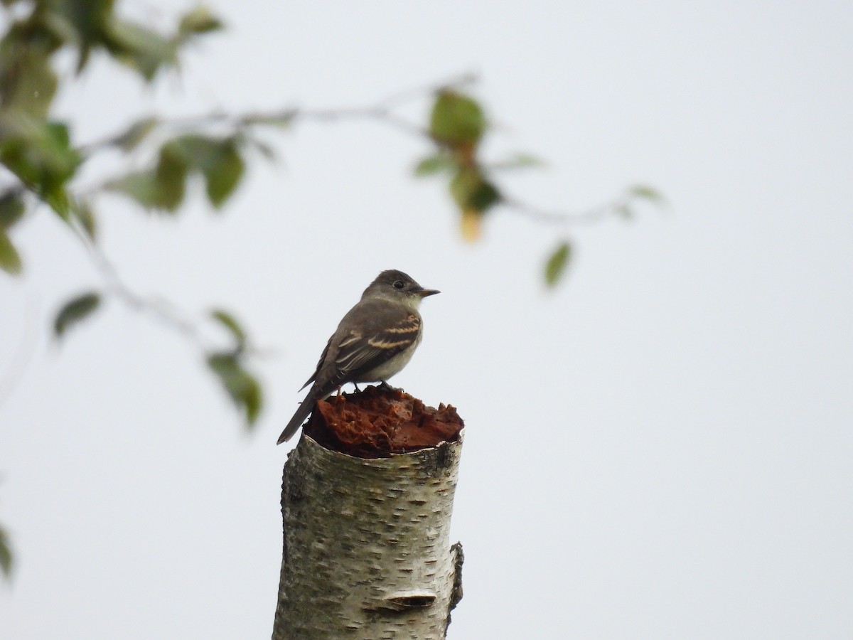 Eastern Wood-Pewee - ML641534999