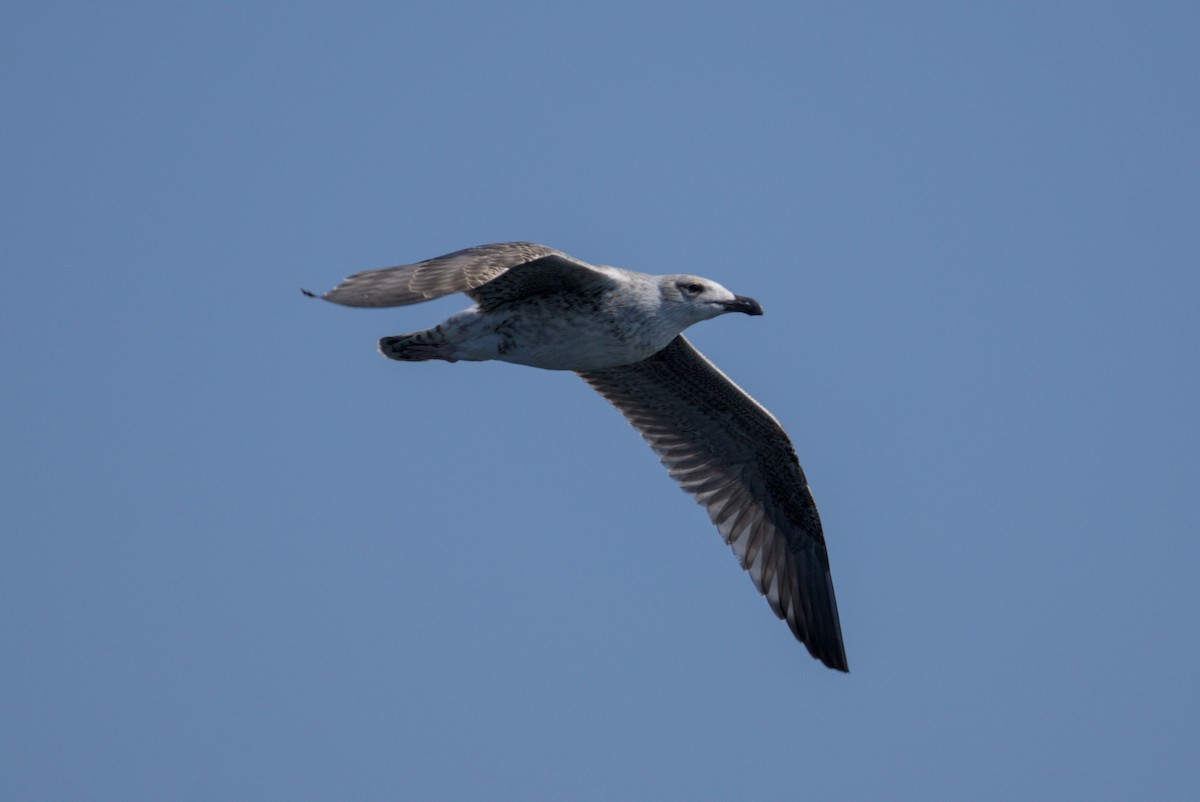 Great Black-backed Gull - ML641535004