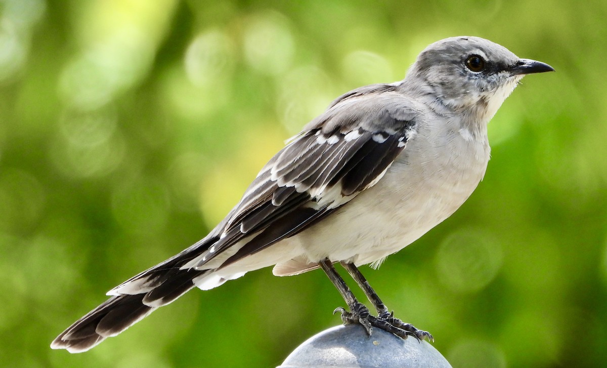 Northern Mockingbird - ML641535009