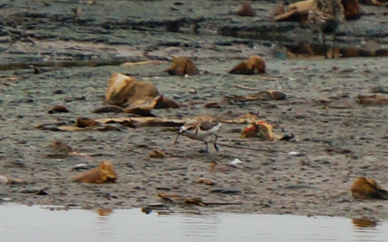 Javan Plover - ML641535024