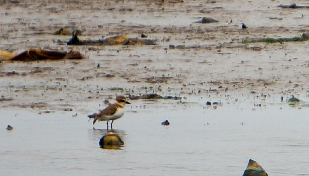 Javan Plover - ML641535025