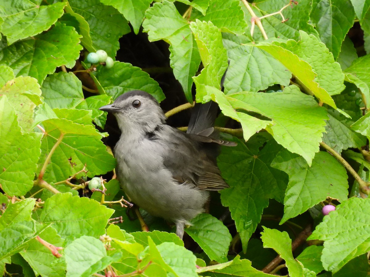 Gray Catbird - ML641535026