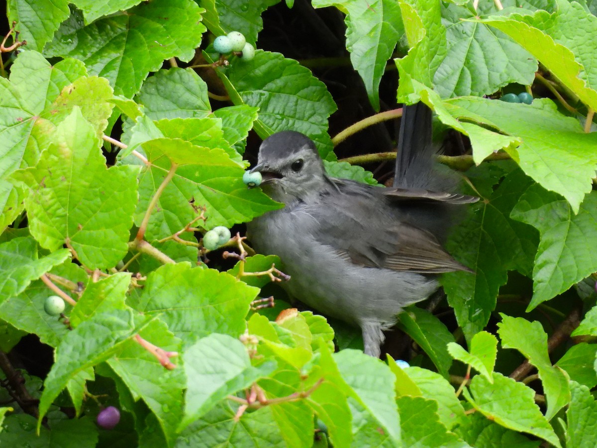 Gray Catbird - ML641535027