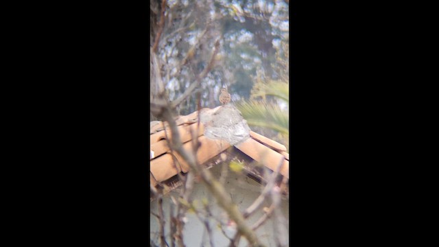 Rufous-banded Miner - ML641535040