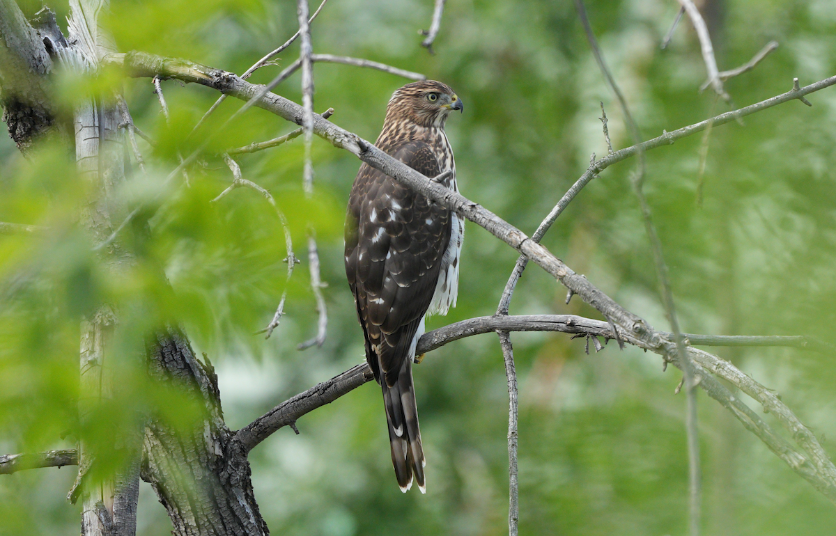 Cooper's Hawk - ML641535058