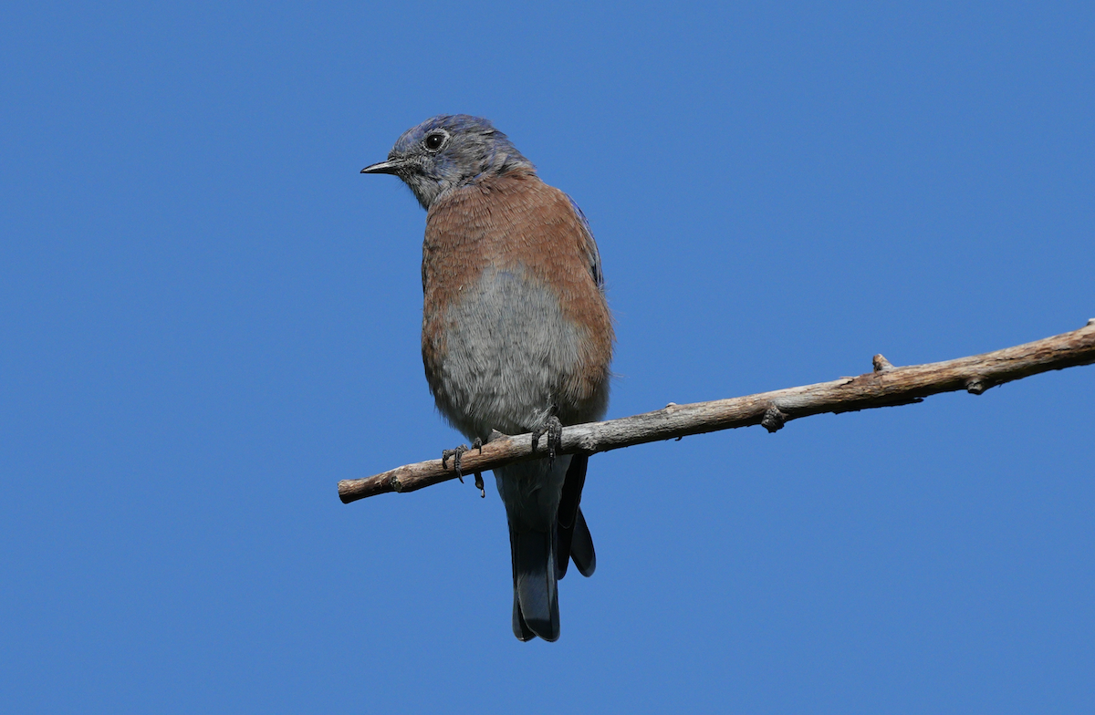 Western Bluebird - ML641535060
