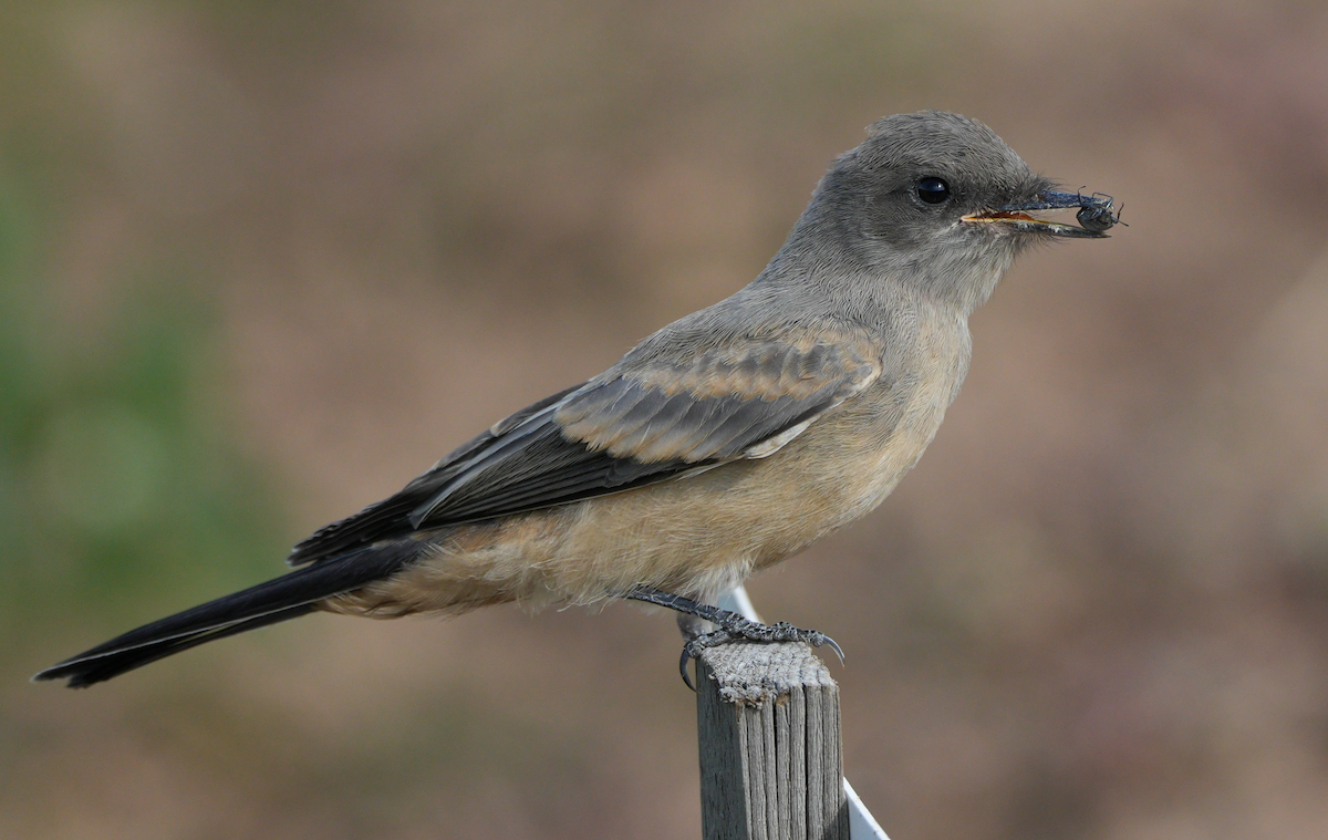 Say's Phoebe - ML641535062