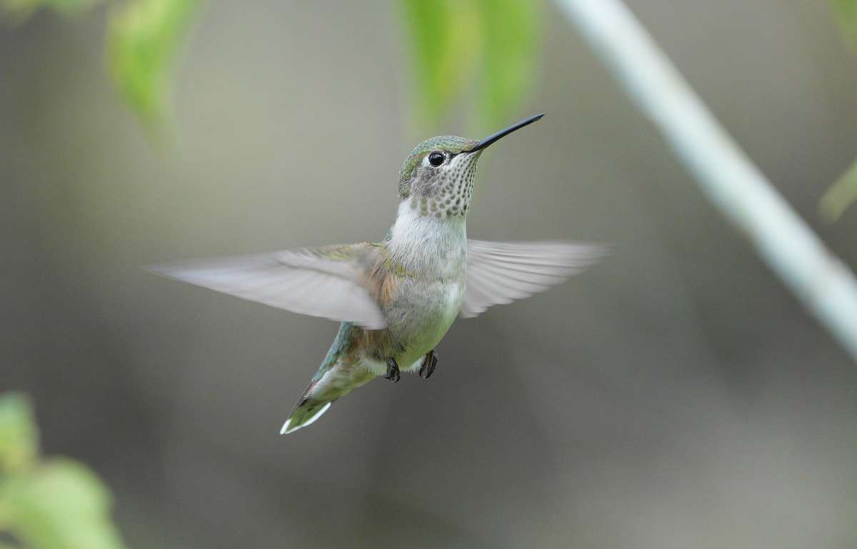 Broad-tailed Hummingbird - ML641535069