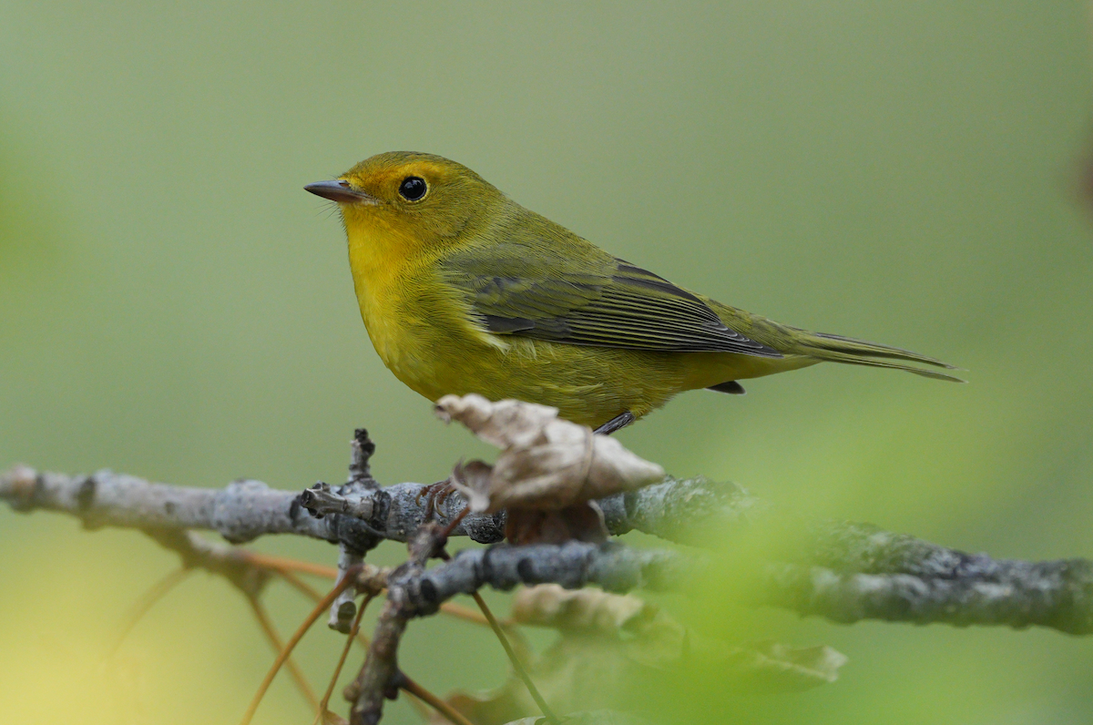 Wilson's Warbler - ML641535080