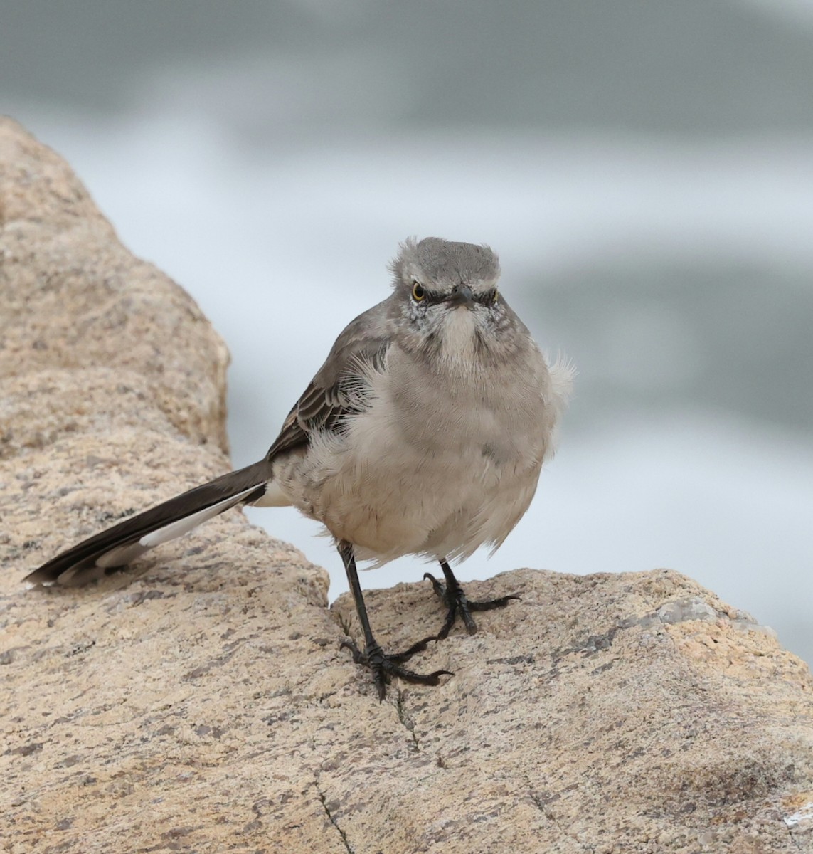 brunspottefugl - ML641535118