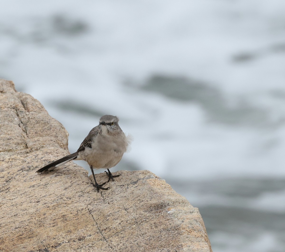 brunspottefugl - ML641535119