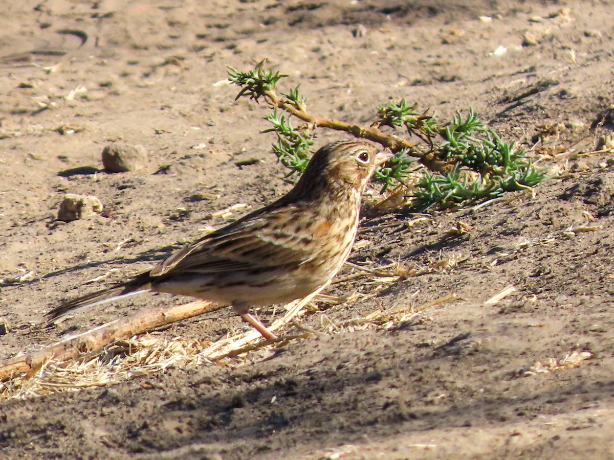 Vesper Sparrow - ML641535133