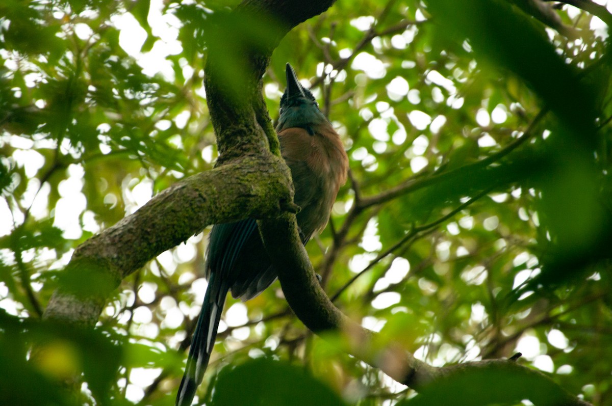 diademmotmot - ML641535154