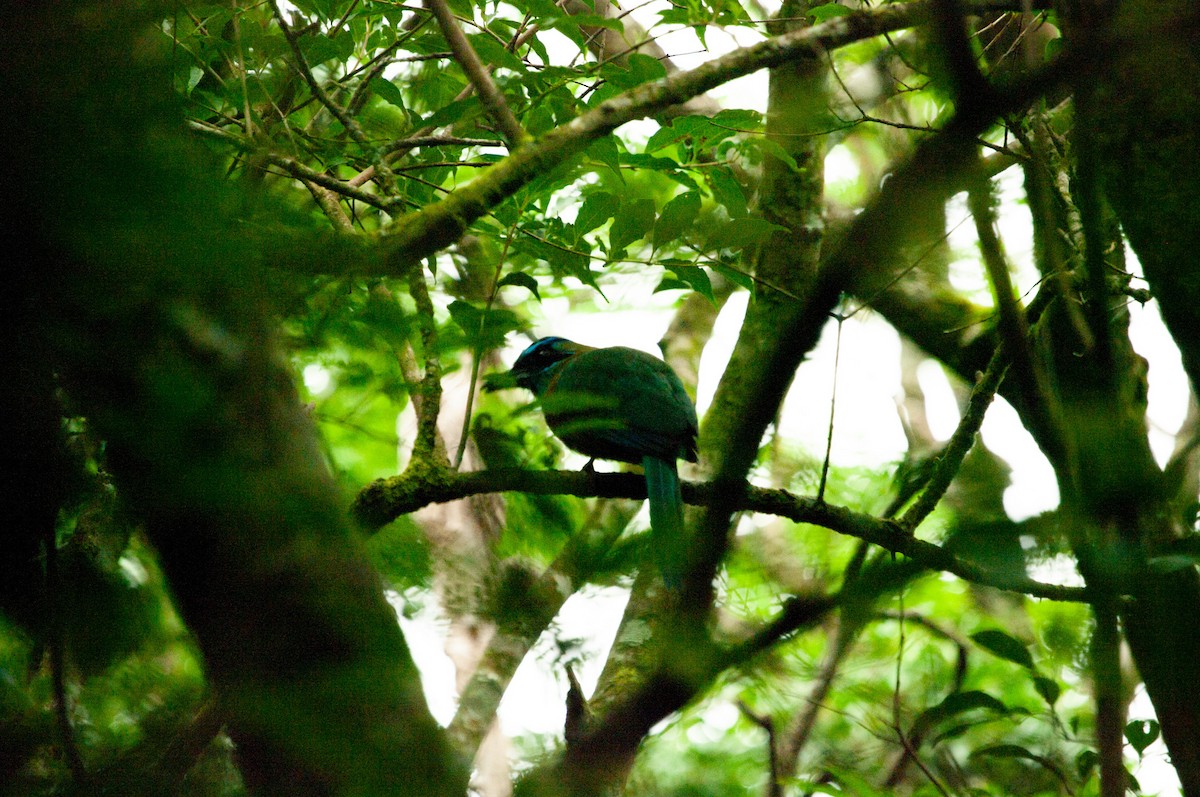 diademmotmot - ML641535155