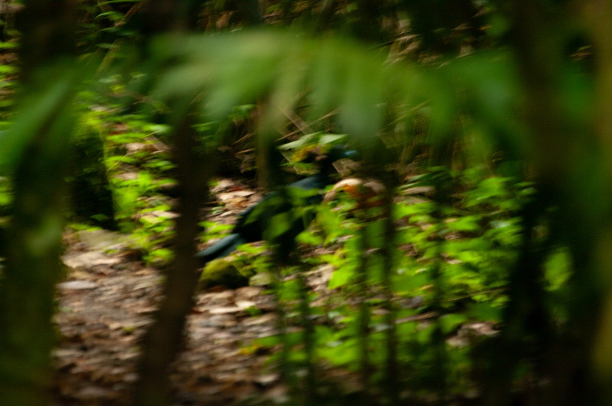Great Curassow - ML641535168